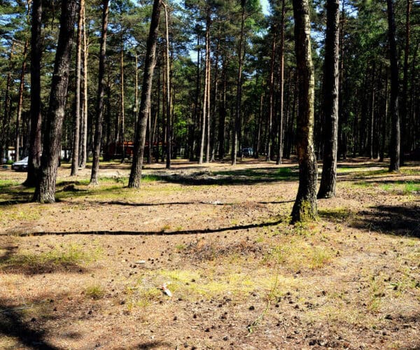 Pole namiotowe wśród sosen w Pogorzelicy